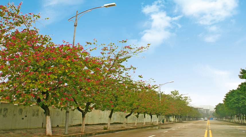 广彩路LED路灯改造实景(白天)